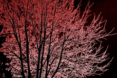 alberi con effetto neon